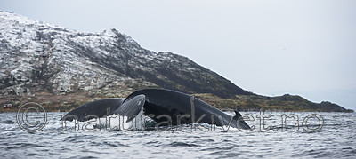 BB 15 0612 / Megaptera novaeangliae / Knølhval